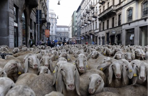 Renato Zucchelli met zijn schapen in Milaan